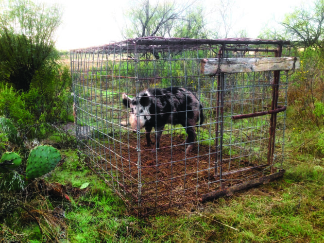 Trap Wild Pigs for the Table